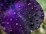 Wet Purple Iris Petal_P1130413